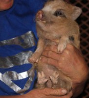 /album/teacup-pigs/pumpkin-400x382-jpg/
